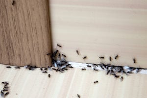 Ants in Your Kitchen This Winter - Plunkett's Pest Control