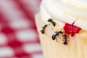 why ants are a problem