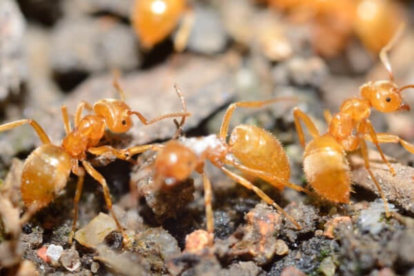 Citronella Ants