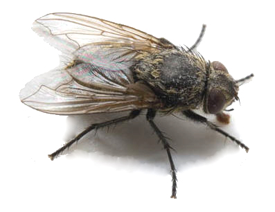 Fly Pest Control - Cluster Flies - Plunkett's Pest Control