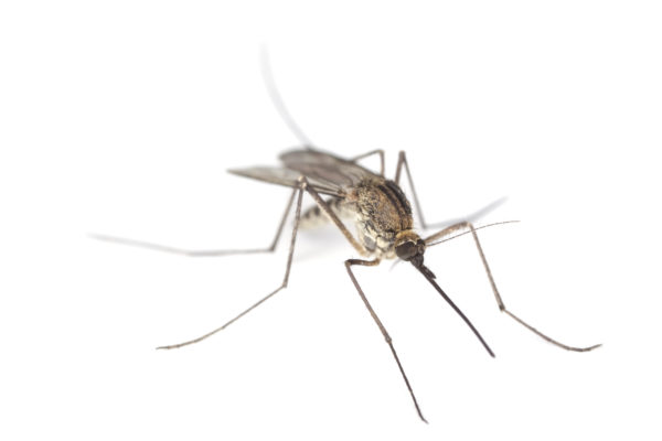 Mosquito Close Up