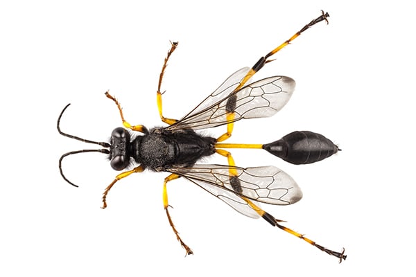 Mud Dauber Wasp