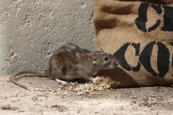 How Do Rats Live Through the Winter? - Plunkett's Pest Control