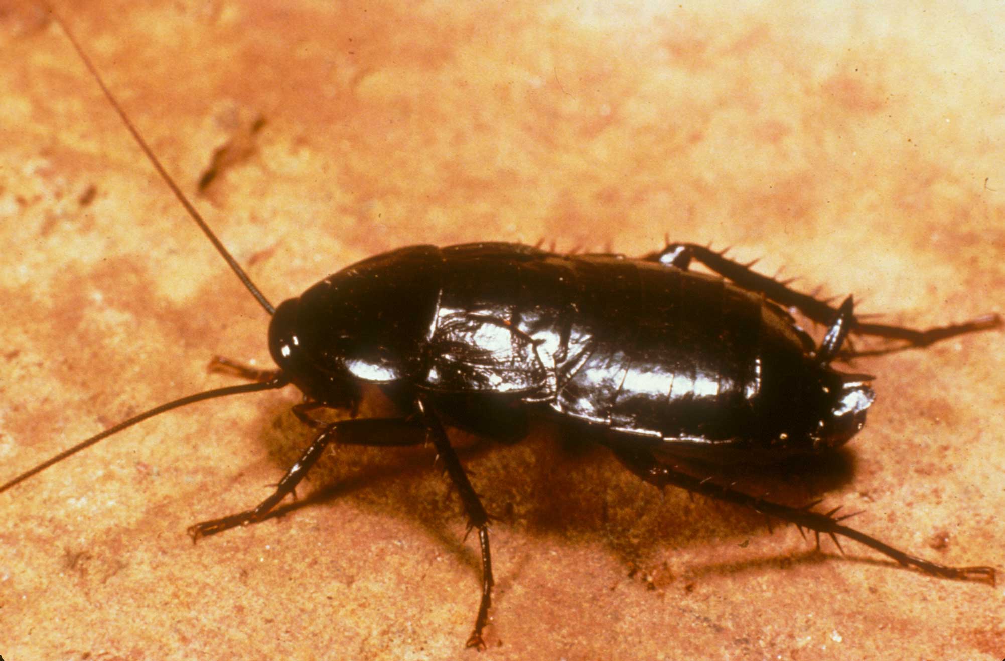 Oriental Cockroach