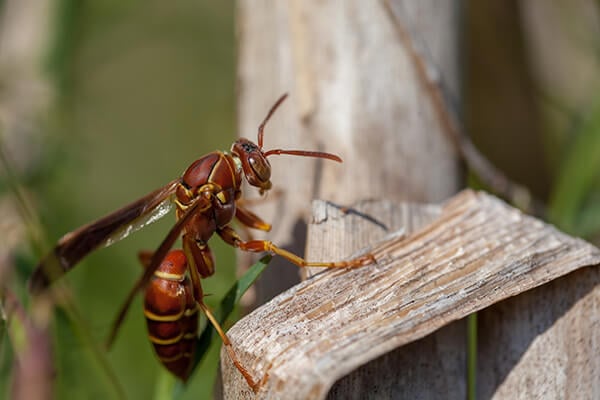 Paper Wasp