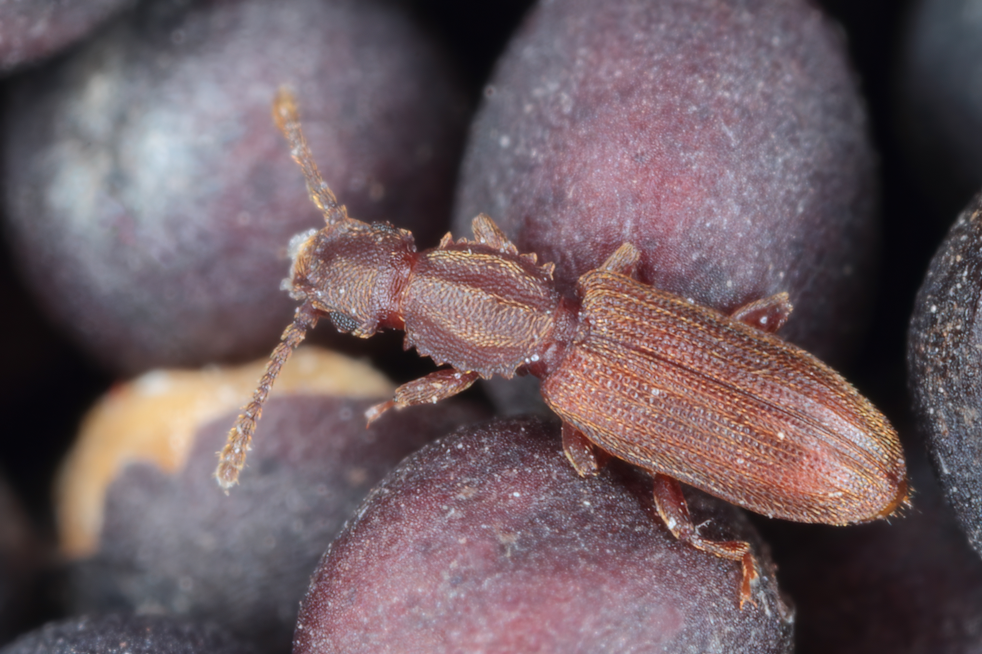 Sawtoothedgrainbeetle1 (1) (1)