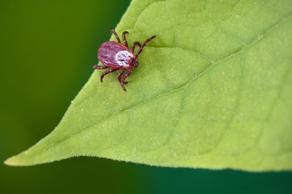 Ticks Mites