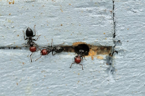 Acrobat Ants