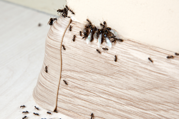 Ants3