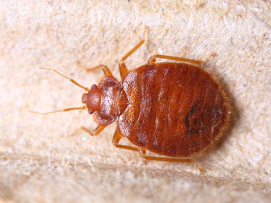 bed bug indentification