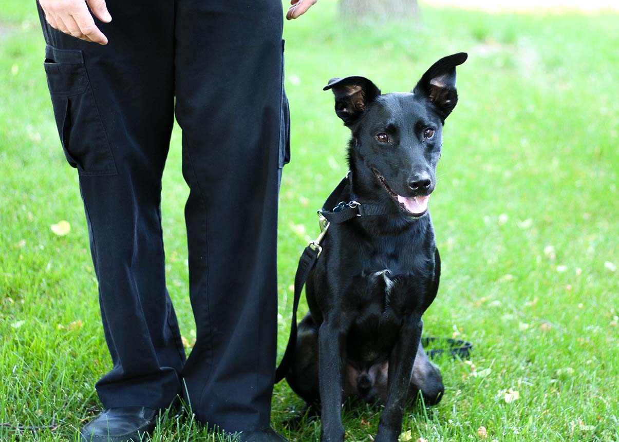 Bed Bug K9 Loki