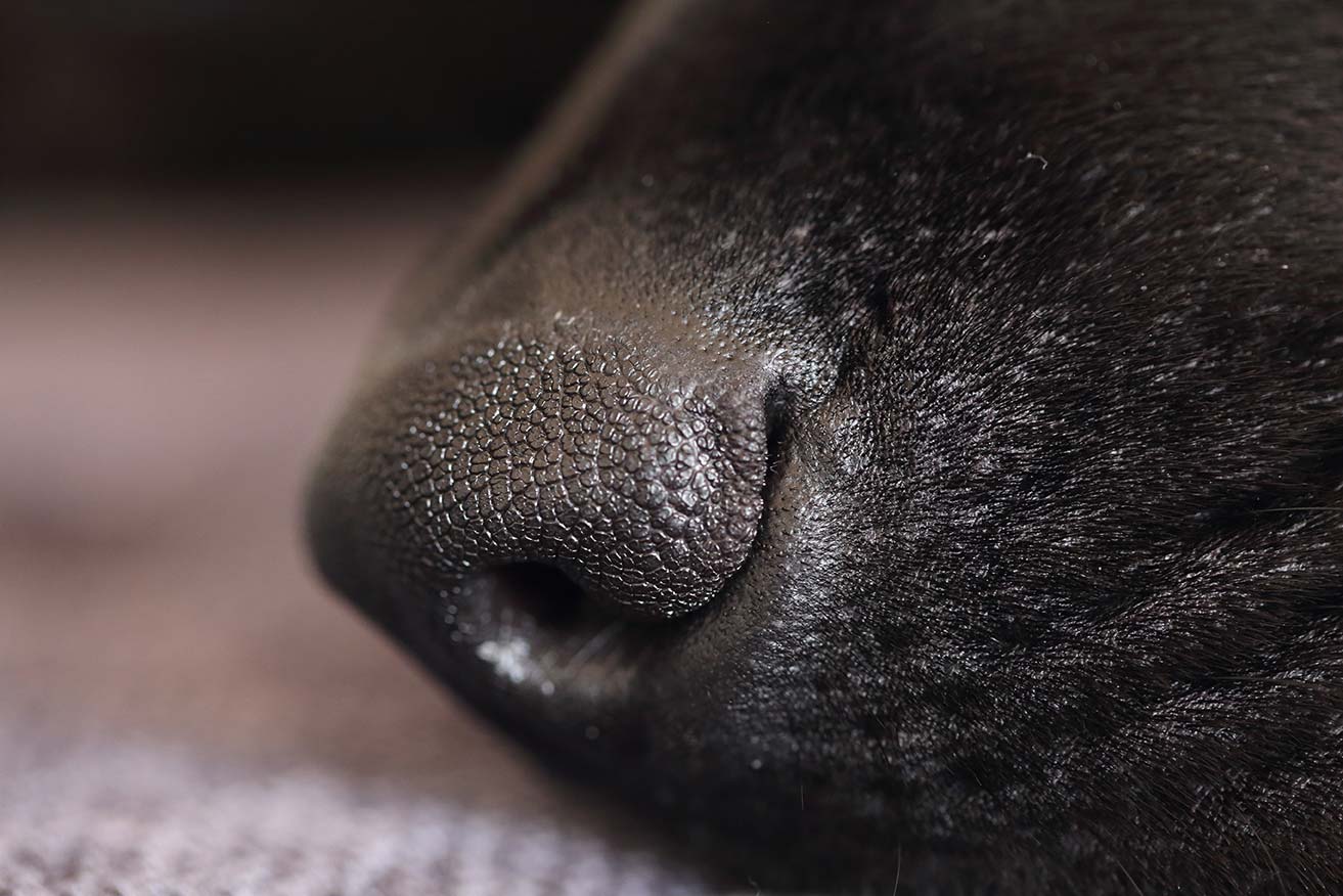 Bed Bug K9 Sniff