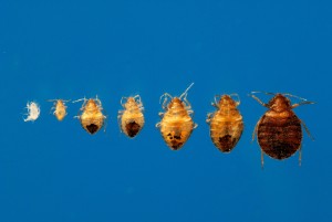 Bed Bug Stages