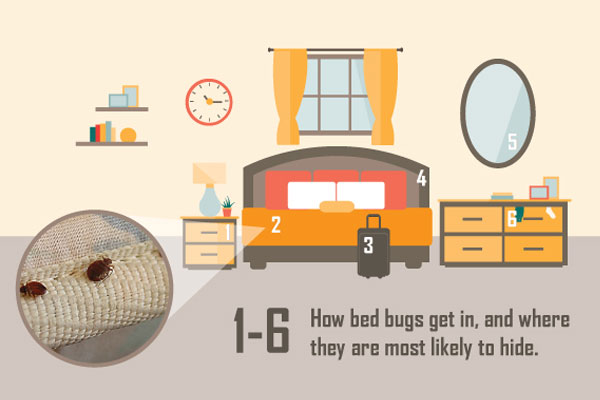 Bed Bug Residential Pest Control Best Bug Control