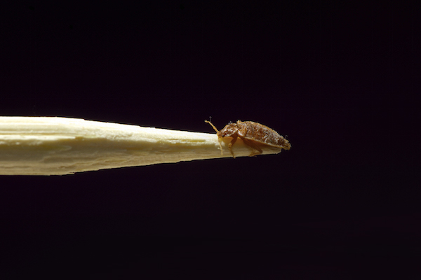 Bedbugs