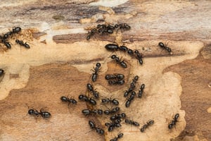 Carpenter Ants: Big Ants Cause Big Problems - Plunkett's Pest Control