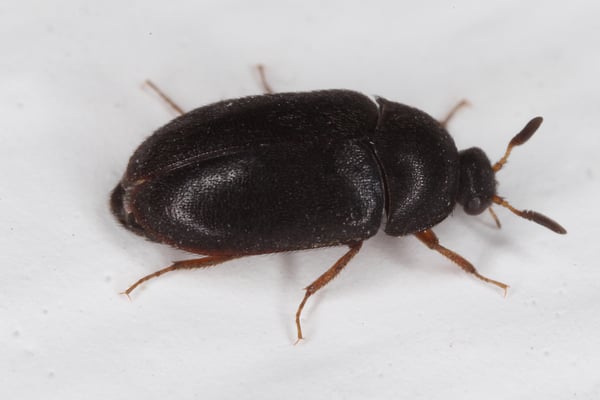 Black Carpet Beetle Control  Plunketts Pest Control