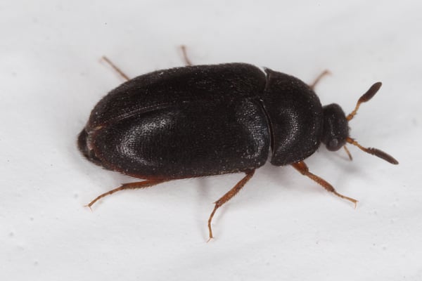 Black Carpet Beetle Control Plunketts Pest Control Black Carpet Beetle Control Plunketts Pest Control