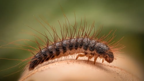 Black Carpet Beetle Larvae