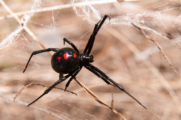 Black Widow On Web