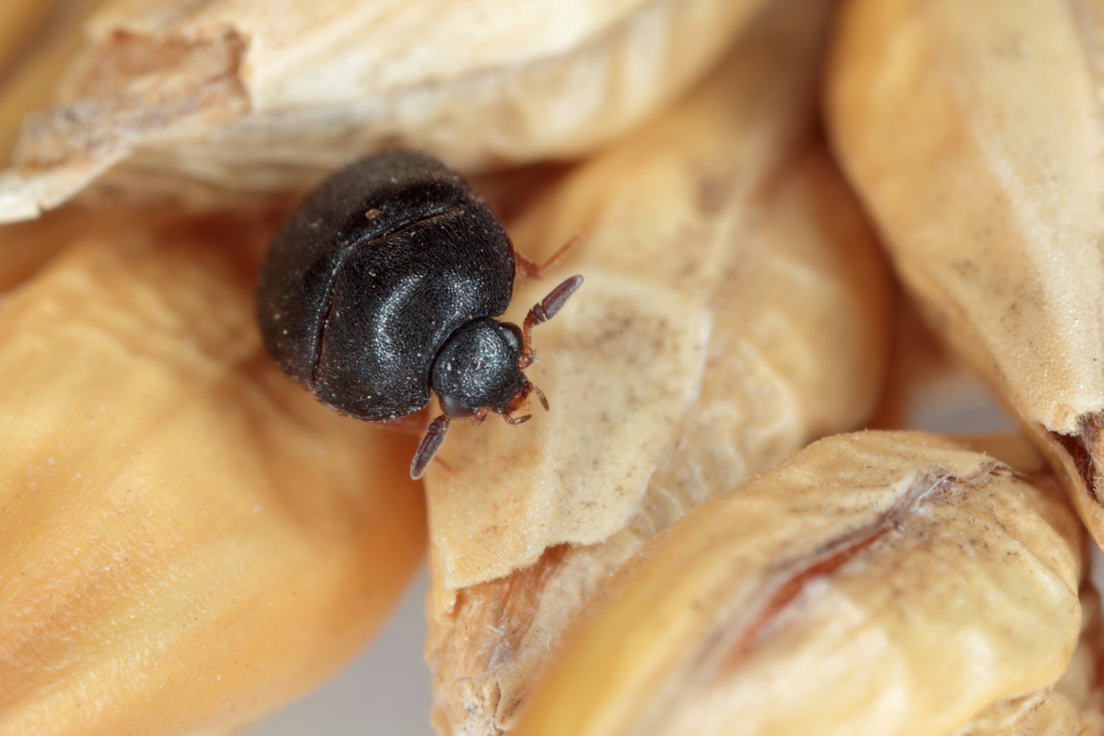 Black Carpet Beetle Control - Plunkett's Pest Control