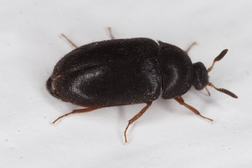 Black Rug Bug Black Carpet Beetle Control - Plunkett's Pest Control