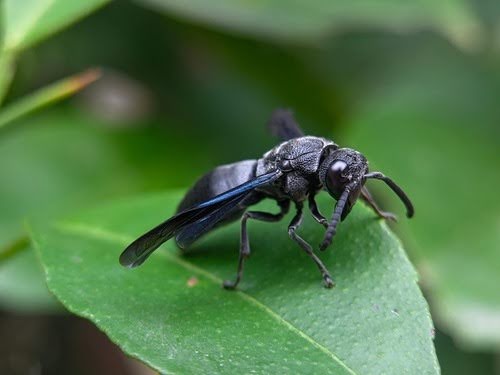 Blackwasp