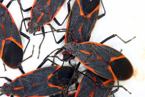 Box Elder Bug Control - Plunkett's Pest Control