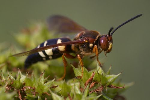 Cicadakiller