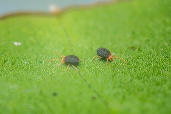 Clover Mite