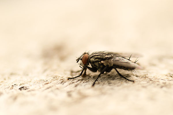 Clusterfly