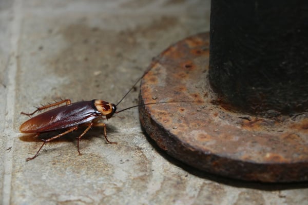 Cockroach Behavior 