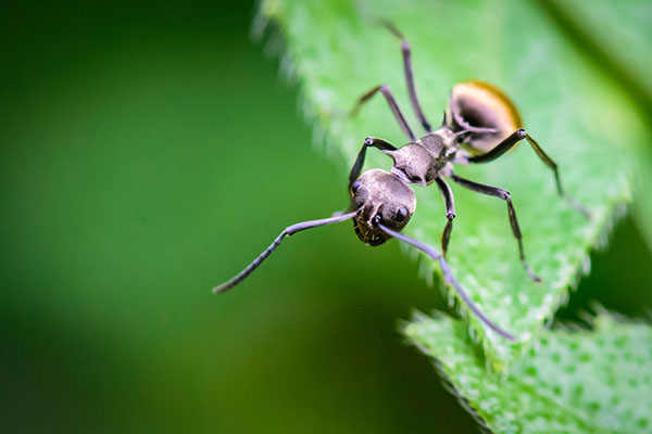 Crawling Insects Main