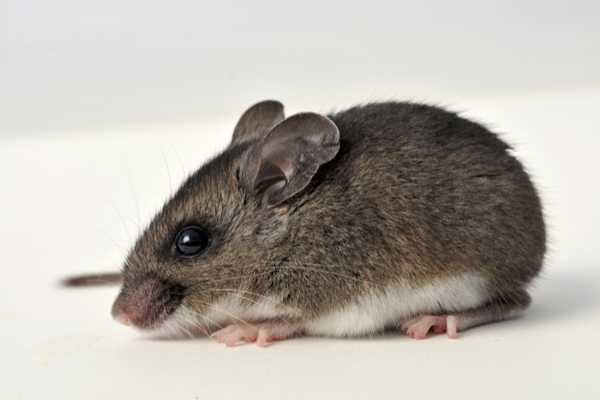 mouse species