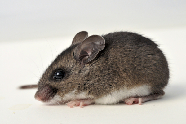 Deer Mouse Prevention and Control - Plunkett's Pest Control