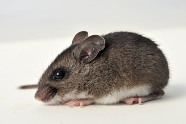 Deer Mice