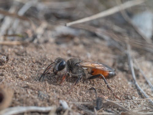 Diggerwasp