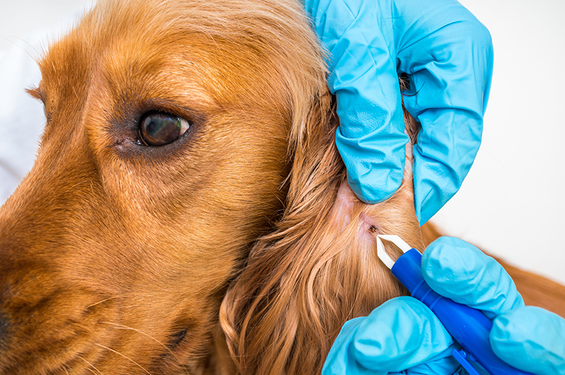 Dog Tick Removal Tech Close