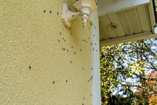 Box Elder Bug Control - Plunkett's Pest Control