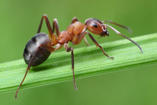 Field Ants