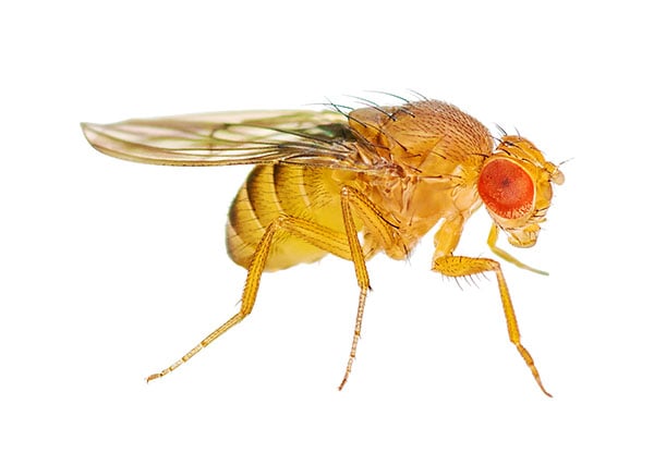 Fruit Fly2