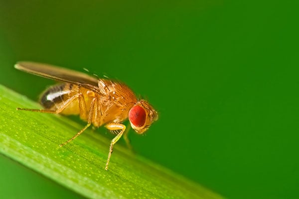 Fruit Fly3