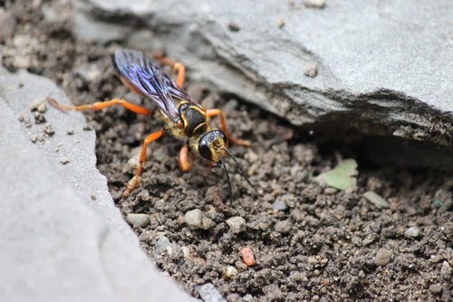 Greatgoldendiggerwasp