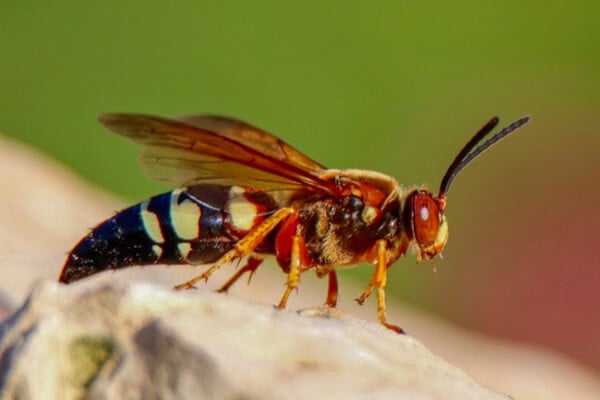 Ground Nesting Wasp 1