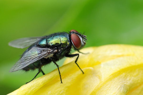 House fly clearance control