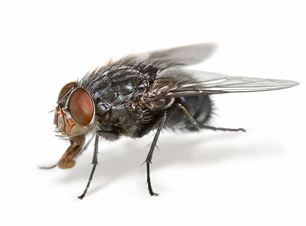 Get Rid of House Flies - Plunkett's Pest Control