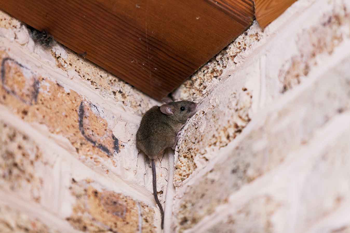 mouse house in wall