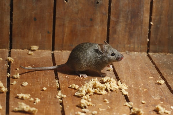 How to Catch a Mouse in the House l Elite Pest Control