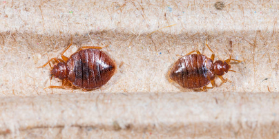 Howdo Ifindbedbugs