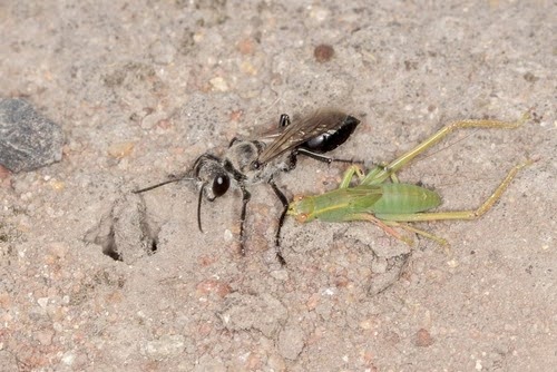 Katydidkiller